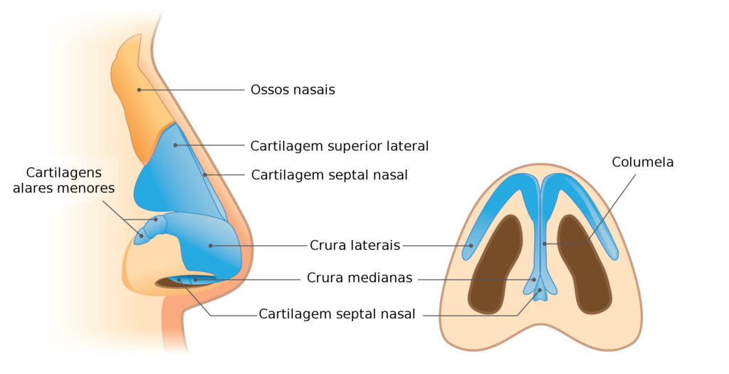 A anatomia do nariz é fundamental para compreender a rinoplastia.